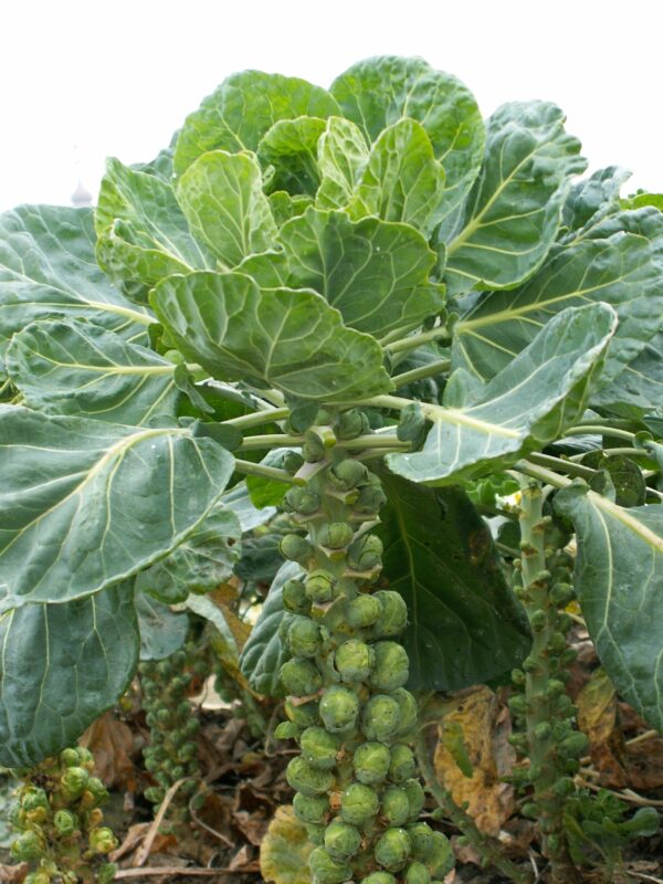 Organic Brussel Sprout Groninger - Image 3