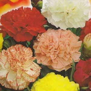 Carnation Chabaud Mixed