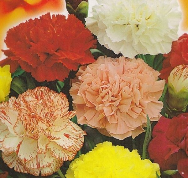 Carnation Chabaud Mixed