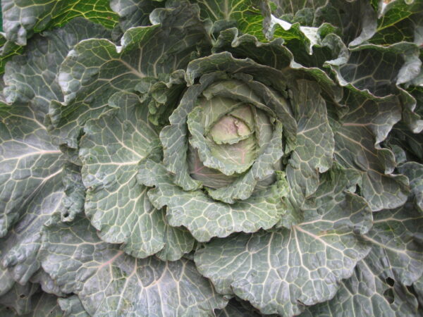 Cabbage Brunswick Heirloom - Image 2
