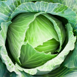 Cabbage Copenhagen Market