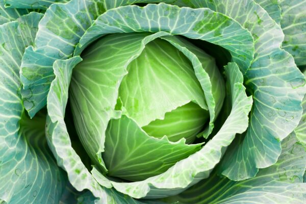 Cabbage Copenhagen Market