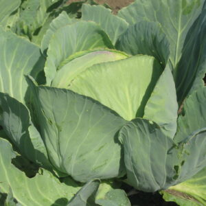 Cabbage Golden Acre