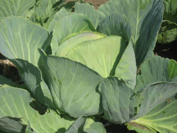 Cabbage Golden Acre