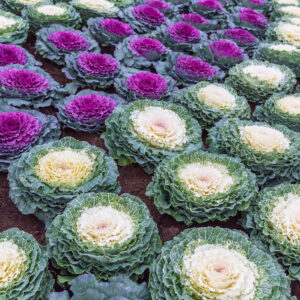 Cabbage Ornamental Mix
