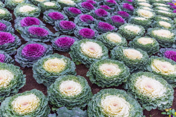 Cabbage Ornamental Mix