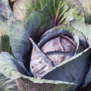 Organic Cabbage Red Express