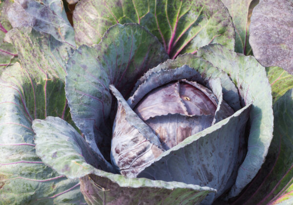 Organic Cabbage Red Express