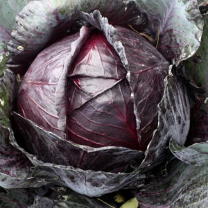Cabbage Mammoth Red Rock