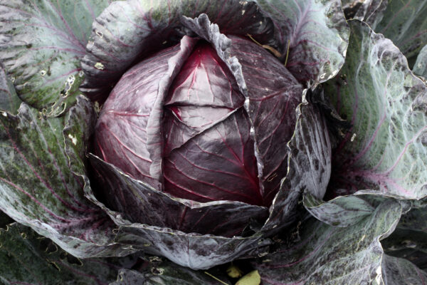 Cabbage Mammoth Red Rock