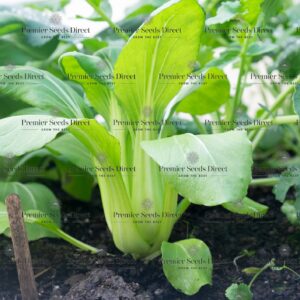 Cabbage Pak Choi Green Stem