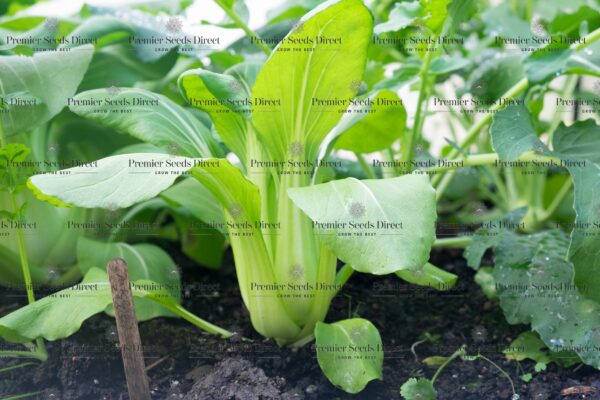 Cabbage Pak Choi Green Stem