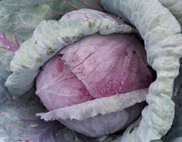 Cabbage Red Acre