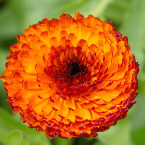 Calendula Neon