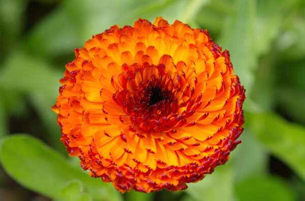 Calendula Neon