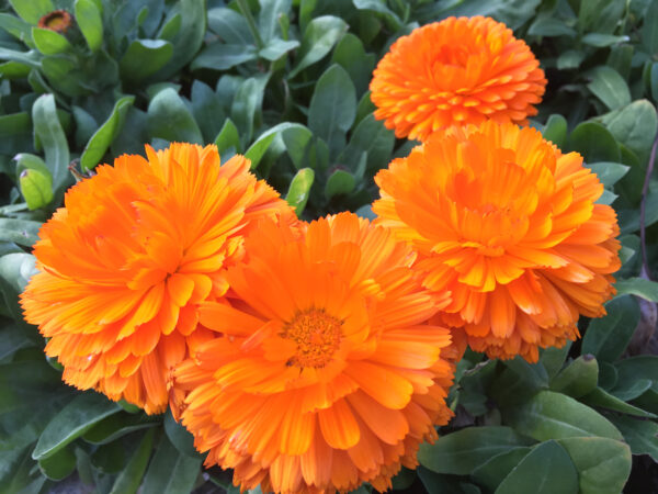 Calendula Orange King - Image 2