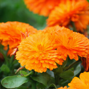 Calendula Orange King