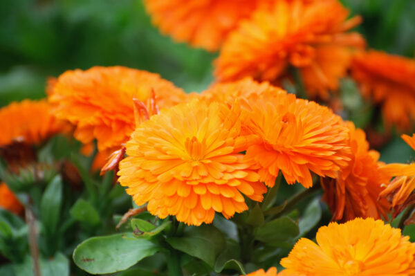Calendula Orange King
