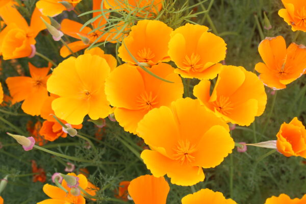 California Poppy Golden West - Image 2