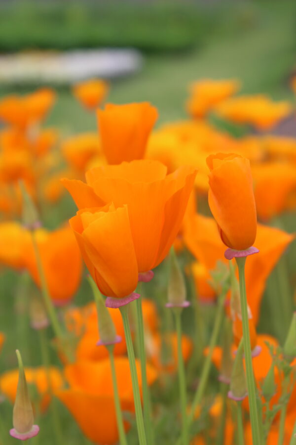 California Poppy Golden West - Image 4