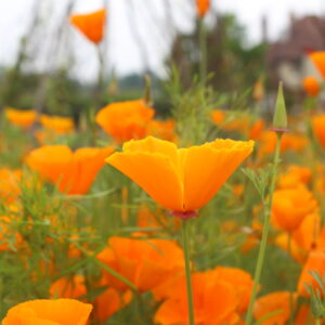 California Poppy Golden West