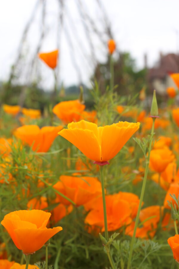 California Poppy Golden West