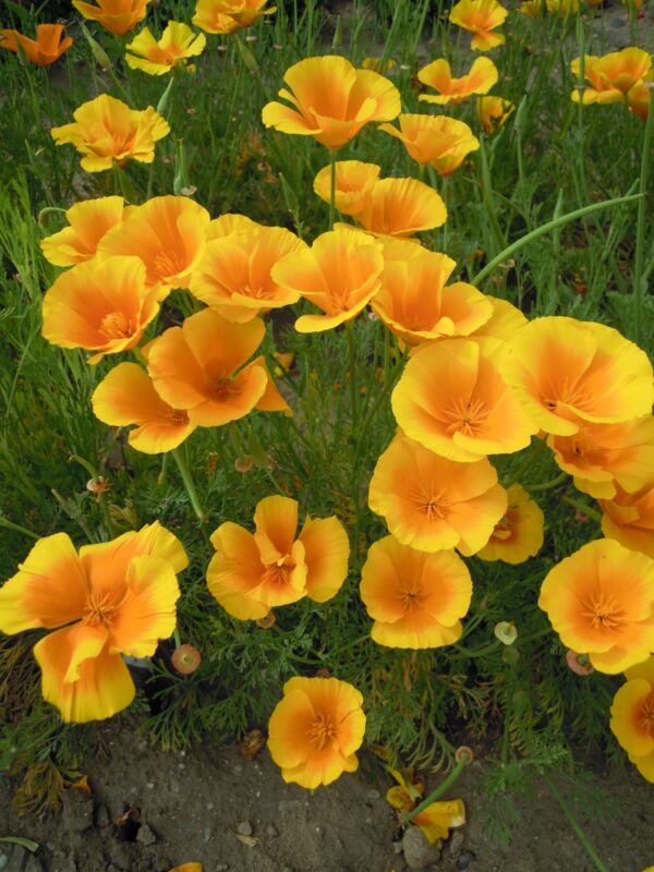 California Poppy Golden West - Image 3