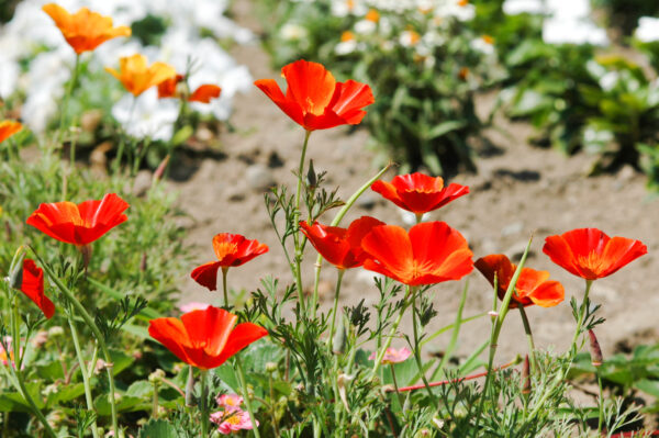 California Poppy Mikado - Image 2