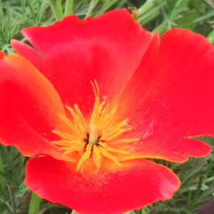 California Poppy Mikado