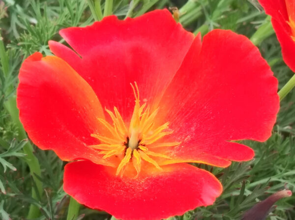California Poppy Mikado