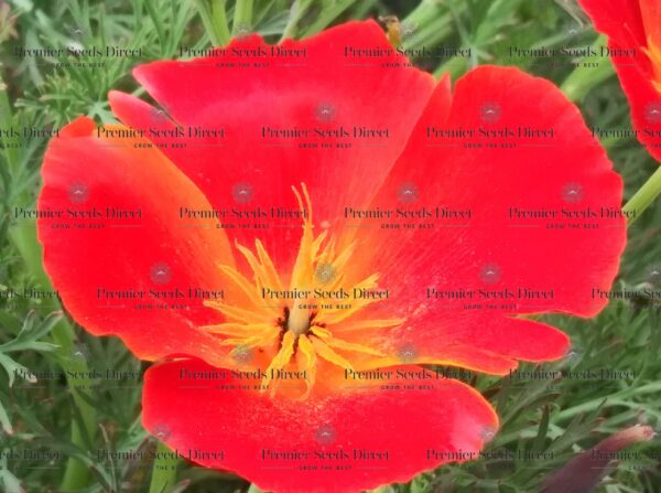 California Poppy Red Chief - Image 2