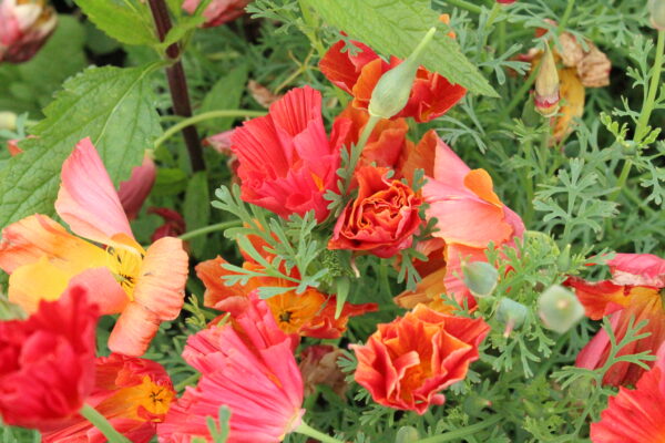 California Poppy Mission Bells - Image 2
