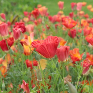 California Poppy Mission Bells