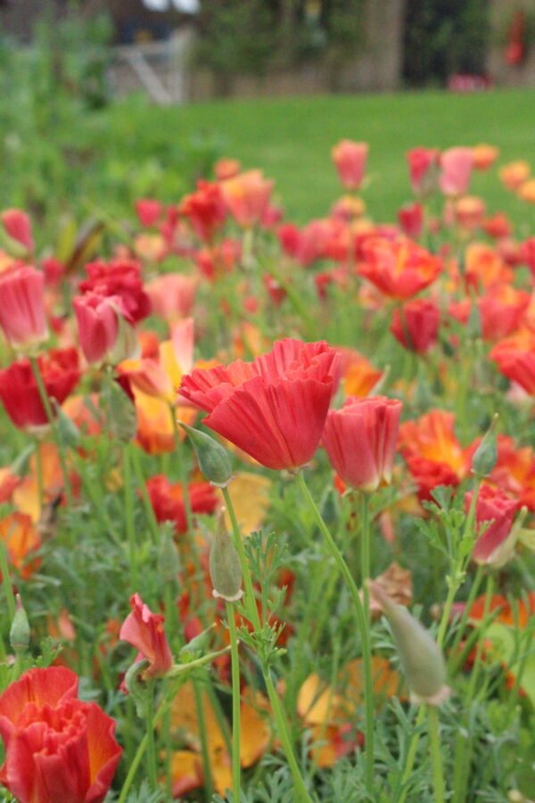 California Poppy Mission Bells