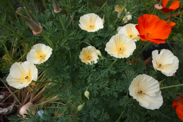 California Poppy White Linen - Image 2