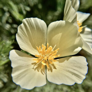 California Poppy White Linen
