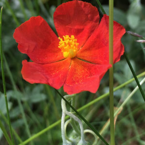 California Poppy Red Chief