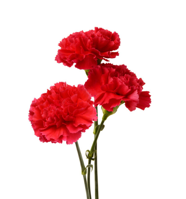 Carnation Scarlet Red - Image 2