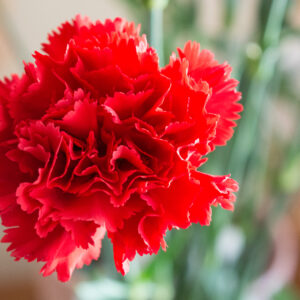 Carnation Scarlet Red