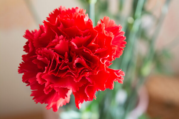 Carnation Scarlet Red