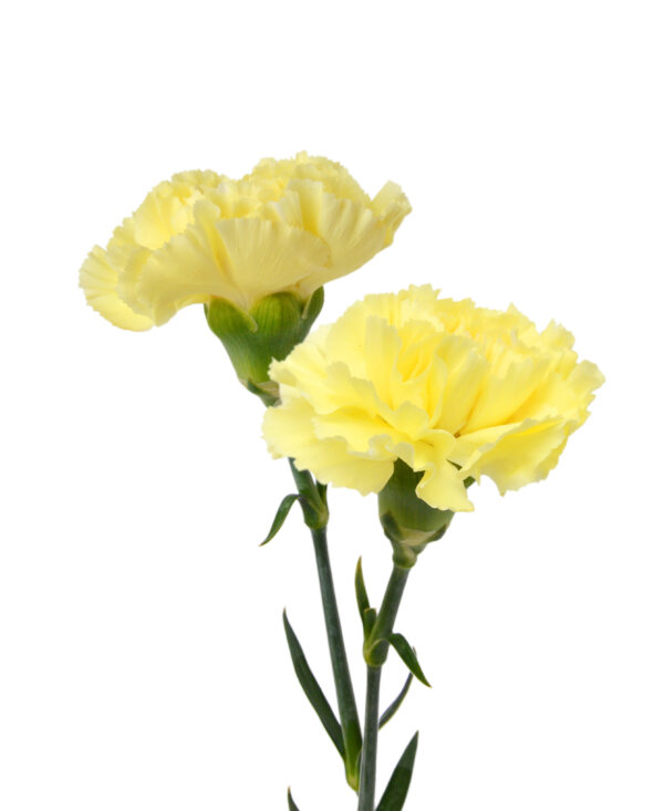 Carnation Yellow