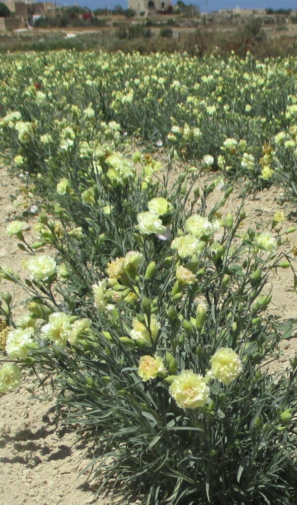 Carnation Yellow - Image 2