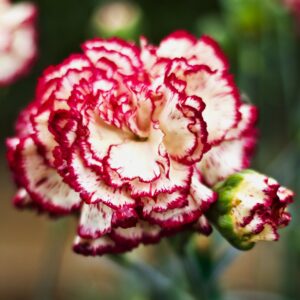 Carnation Double Striped