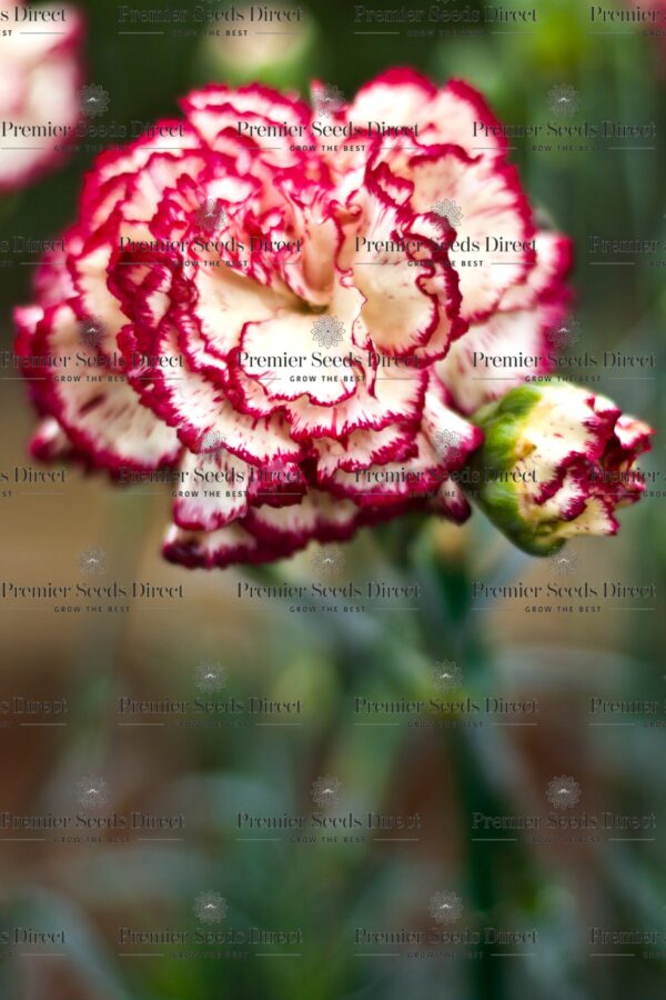 Carnation Double Striped - Image 2