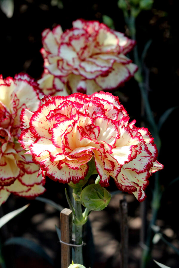 Carnation Double Striped - Image 3