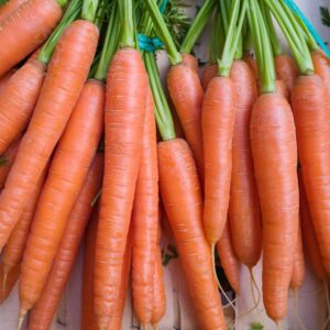 bunches of uniform orange carrots with green leaves