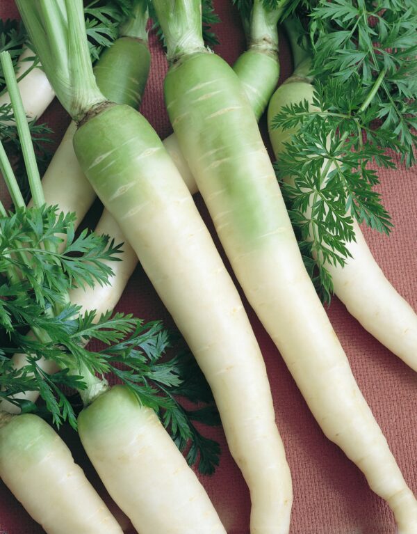 bright white carrots that have a green hue towards the stem