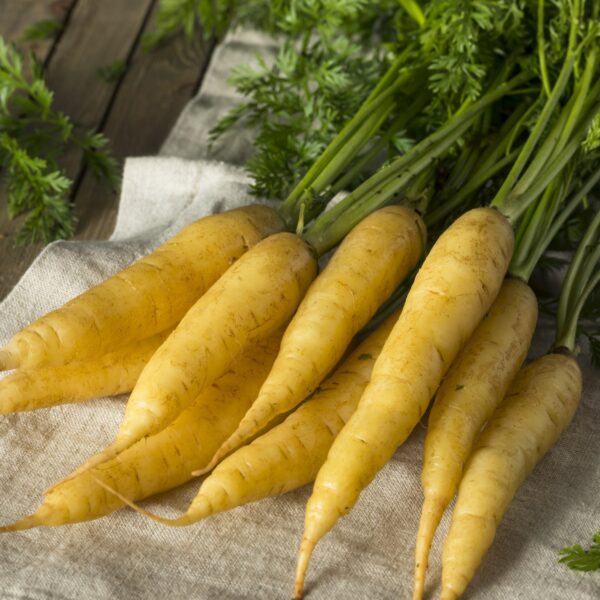 Carrot Solar Yellow - Image 2