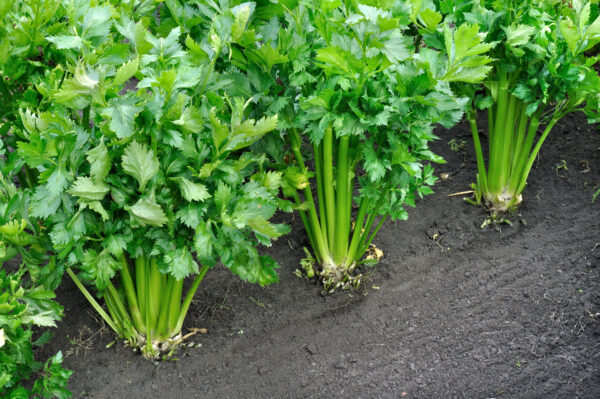 Celery Utah 52-70 - Image 2