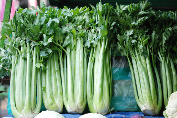 Celery Utah 52-70 - Image 3